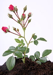 Naehrstoffe_Duengen_Rosenpflege