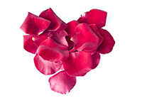 Rose_Geschichte_Rosenpflege