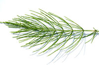 Rosenkrankheit-echter-Mehltau