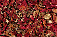 Rosenkrankheiten_Rosenrost