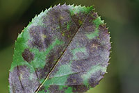 Rosenkrankheiten_Sternrusstau