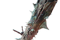 Rosenschaedling_Rosentriebbohrer