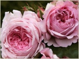 alexandra-princesse-de-luxembourg-strauchrose-rose