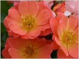 coco-zwergrose-rose