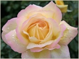 gloria-dei-edelrose