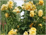 goldener-olymp-kletterrose