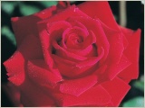 gundis-rose-edelrose