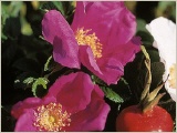 kartoffelrose_rugosa_wildrose