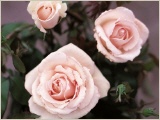 maerchenkoenigin_edelrose_rose