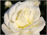 memoire-rose-edelrose-rose