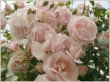 new-dawn-rosenbaeumchen-rose