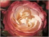nostalgie-edelrose