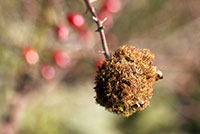 rosengallwespe-rosenschaedlinge-rosenpflege