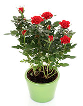 rosenkrankheiten_falscher_mehltau