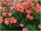 westerland-strauchrose-rose